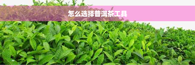 怎么选择普洱茶工具