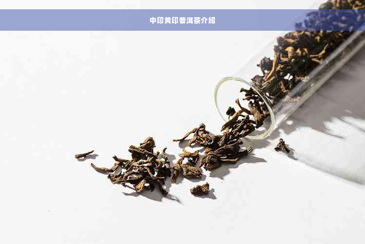 中印黄印普洱茶介绍