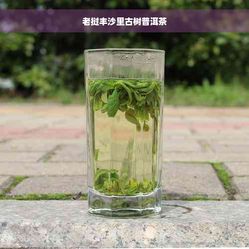 老挝丰沙里古树普洱茶