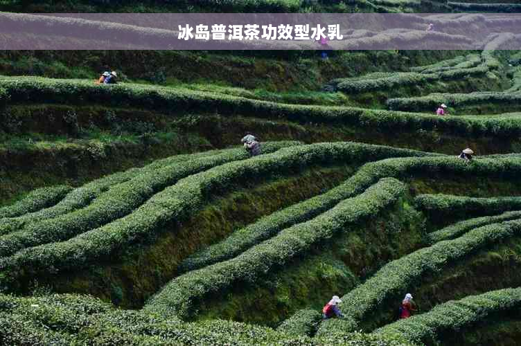 冰岛普洱茶功效型水乳