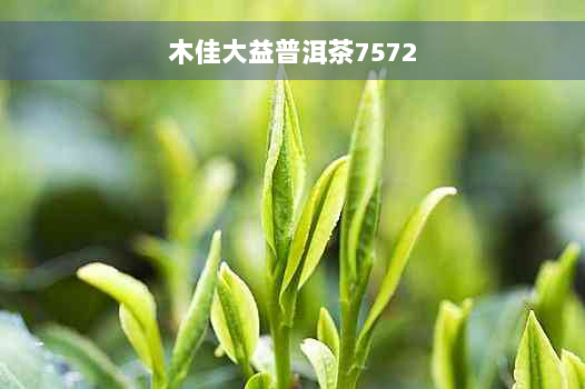 木佳大益普洱茶7572