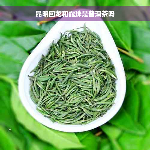 昆明回龙和露珠是普洱茶吗