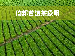 倚邦普洱茶象明