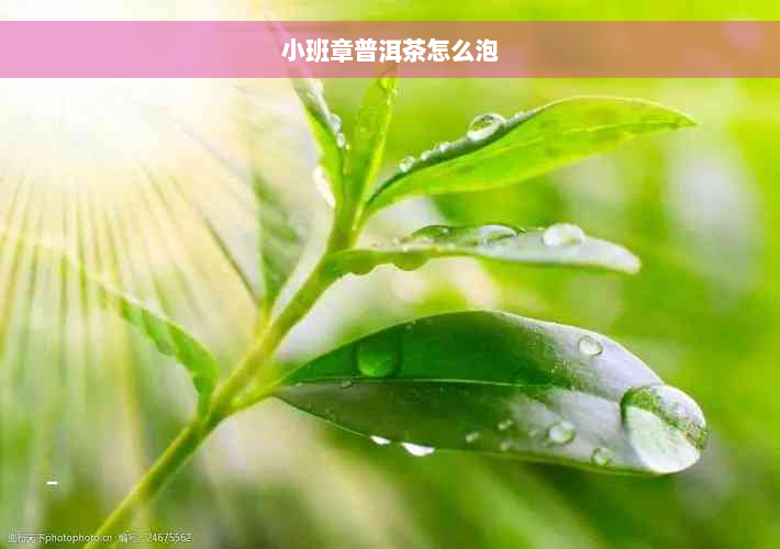 小班章普洱茶怎么泡