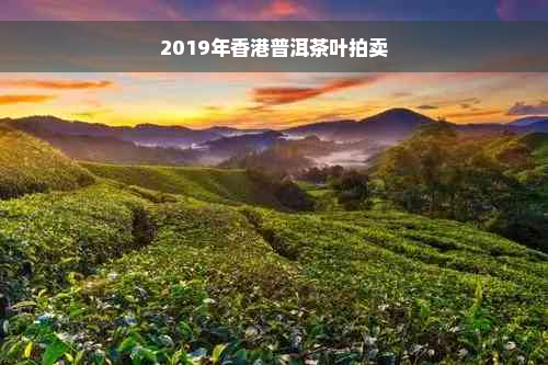 2019年香港普洱茶叶拍卖