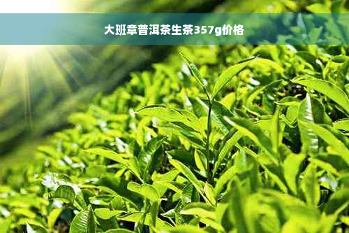 大班章普洱茶生茶357g价格