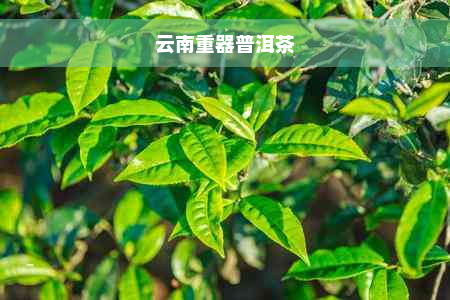 云南重器普洱茶