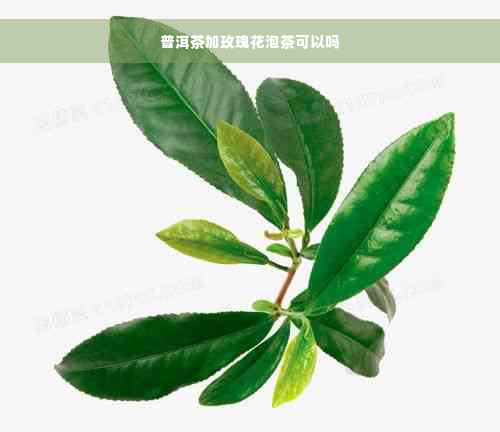 普洱茶加玫瑰花泡茶可以吗