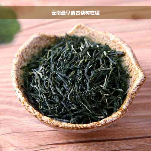 云南最早的古茶树在哪