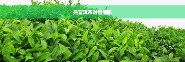 熟普洱茶对癌细胞