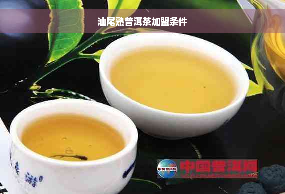 汕尾熟普洱茶加盟条件