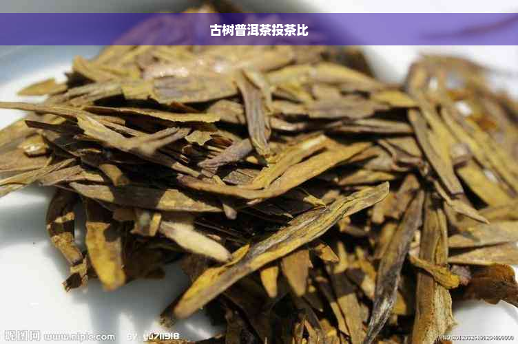 古树普洱茶投茶比