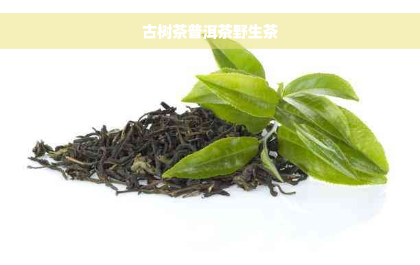 古树茶普洱茶野生茶