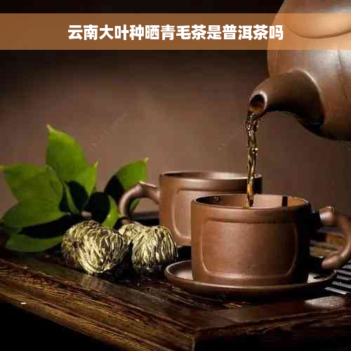 云南大叶种晒青毛茶是普洱茶吗