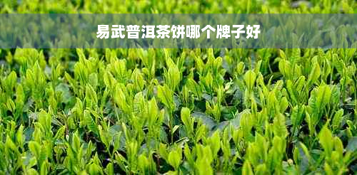 易武普洱茶饼哪个牌子好