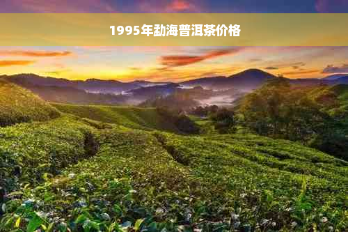 1995年勐海普洱茶价格