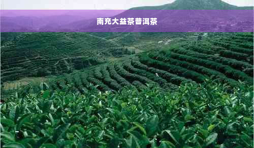 南充大益茶普洱茶