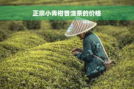 正宗小青柑普洱茶的价格