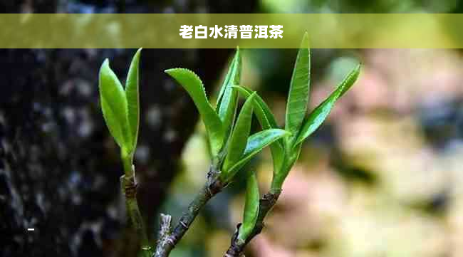 老白水清普洱茶