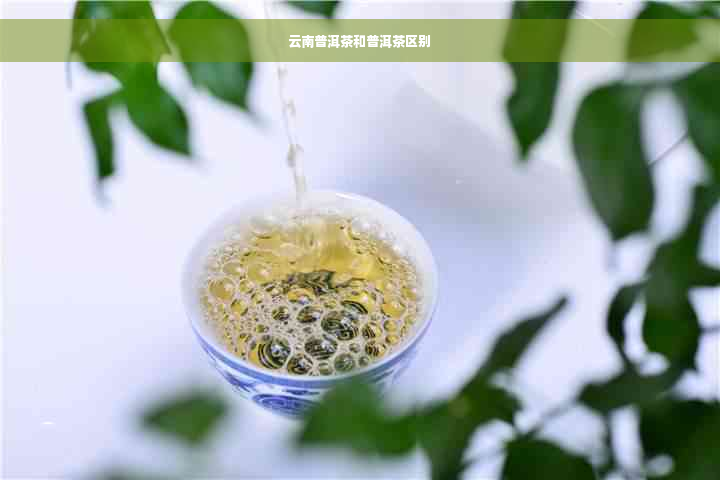 云南普洱茶和普洱茶区别