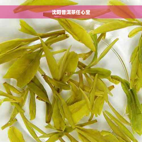 沈阳普洱茶任心堂