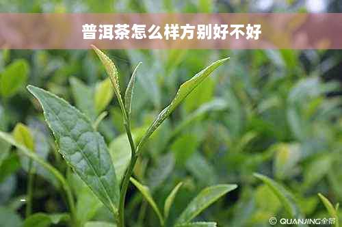 普洱茶怎么样方别好不好