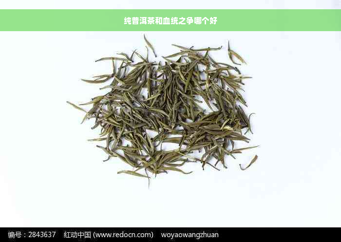 纯普洱茶和血统之争哪个好