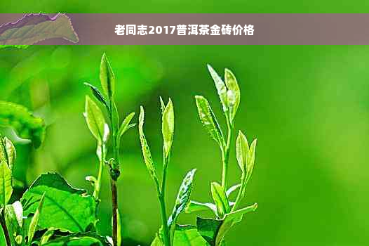 老同志2017普洱茶金砖价格