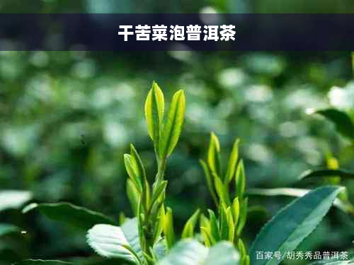 干苦菜泡普洱茶