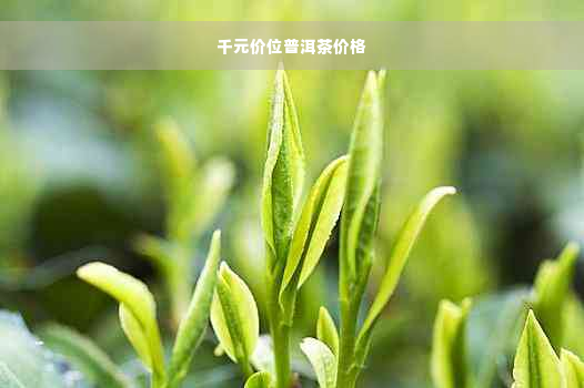 千元价位普洱茶价格