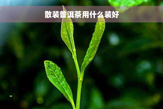 散装普洱茶用什么装好