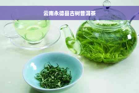 云南永德县古树普洱茶