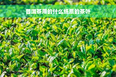 普洱茶用的什么纸质的茶叶