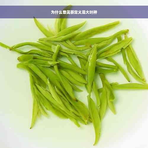 为什么普洱茶定义是大叶种