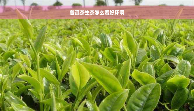 普洱茶生茶怎么看好坏啊