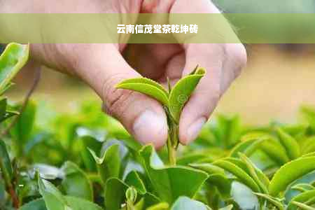 云南信茂堂茶乾坤砖