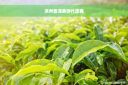 滨州普洱茶饼代理商