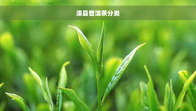 滦县普洱茶分类