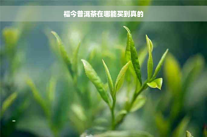 福今普洱茶在哪能买到真的