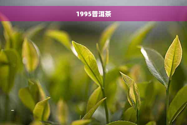 1995普洱茶