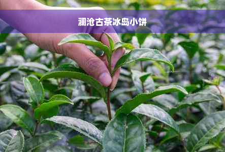 澜沧古茶冰岛小饼