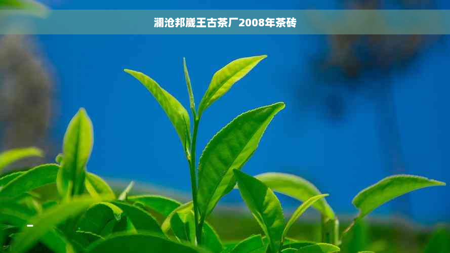 澜沧邦崴王古茶厂2008年茶砖