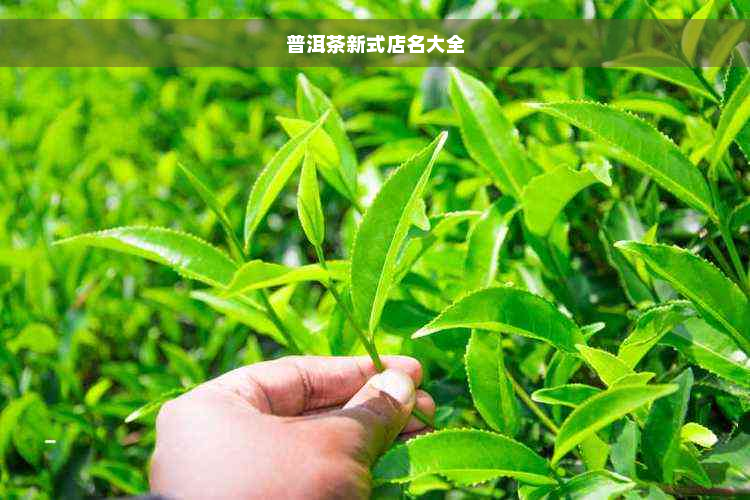 普洱茶新式店名大全