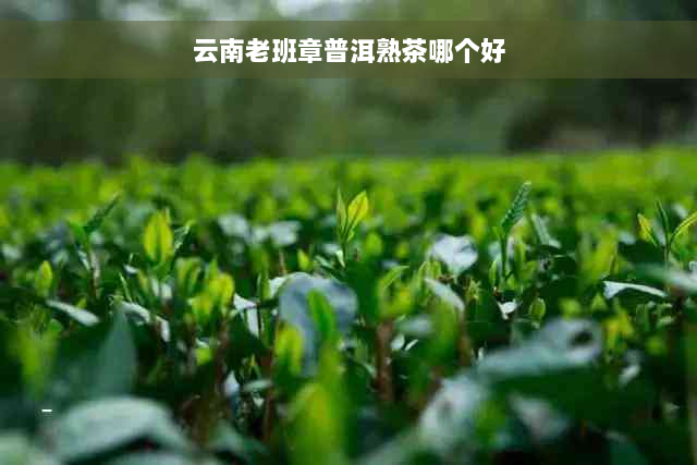 云南老班章普洱熟茶哪个好