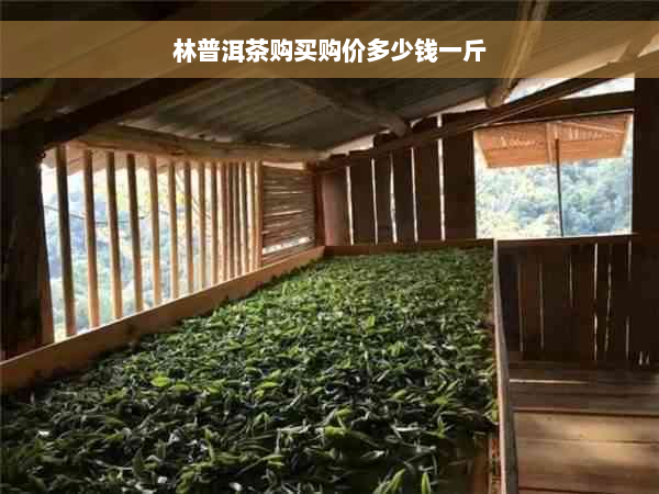 林普洱茶购买购价多少钱一斤