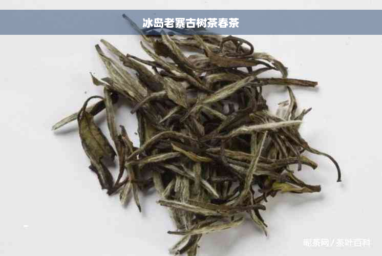 冰岛老寨古树茶春茶