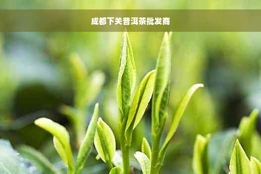 成都下关普洱茶批发商