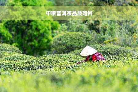 中粮普洱茶品质如何