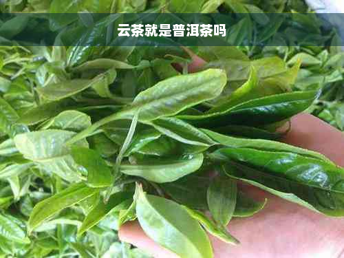 云茶就是普洱茶吗