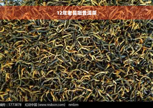 12年老曼娥普洱茶